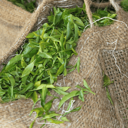 closeup of bright green tea leaves in a brown burlap sack