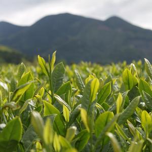 Japanese Green Tea: Body, Mind and Spirit