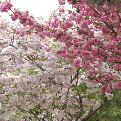 japanese-green-tea-for-cherry-blossom-season